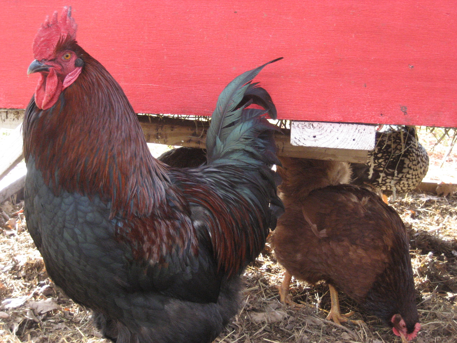 Chester A Arthur is our Black Copper Marans rooster, a beautiful and proud ...